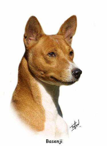 Basenji 9L034D-14_2.jpg